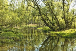 nature-743878_960_720